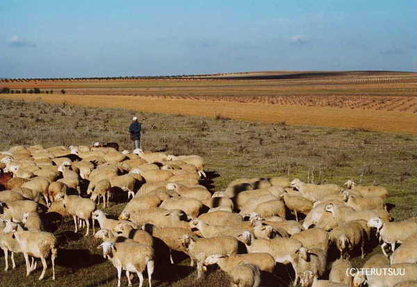 �o�D�����P �B�e �~���[�W�J���w���E�}���`���̒j�x�T���`���E�p���T �r�̕��q