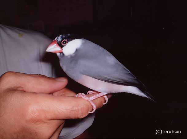 �o�D�����P ���蕶���E�g�q