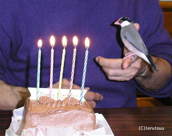 �o�D�����P ���蕶�� �g�q