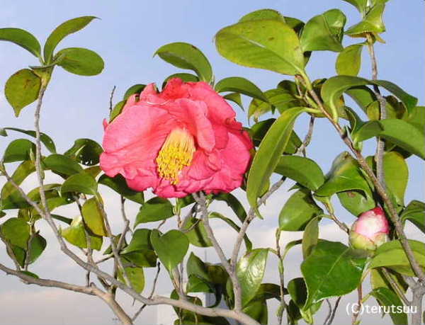 �o�D�����P �΂� �o�[�o���E�N���[�N