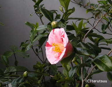 �o�D�����P �΂� ����q�O���V