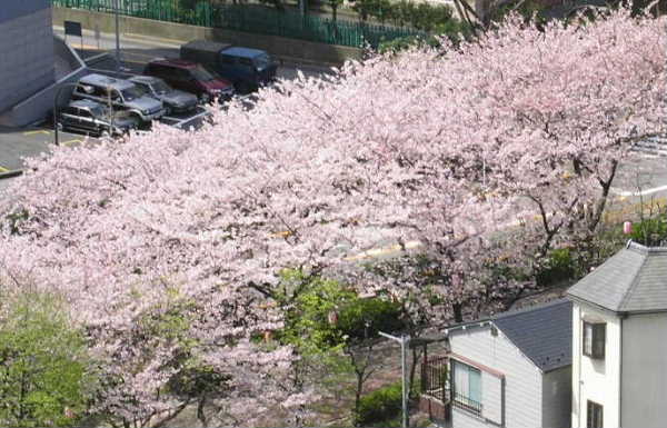 �o�D�����P �����J