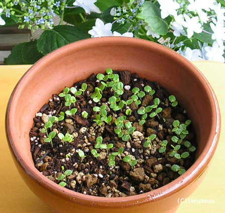 �o�D�����P ��������