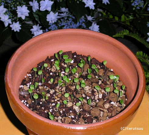 �o�D�����P ��������