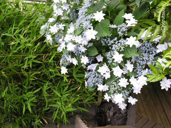 �o�D�����P �������� �|