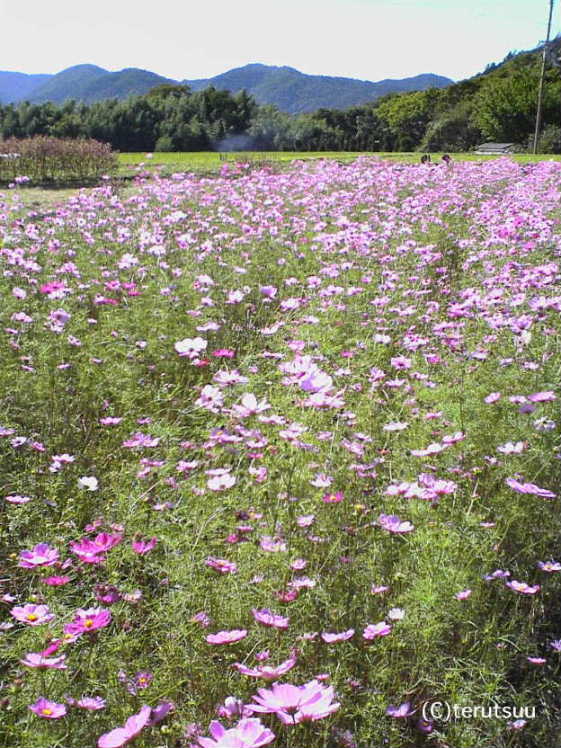 �o�D�����P ���ˉ��� ���s�匴