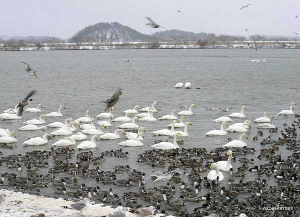 �o�D�����P �R�`����c�s�ŏ�� ����