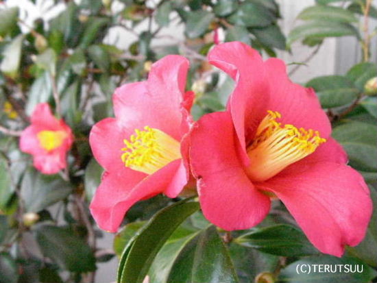 �o�D�����P �R�`�������� �ڒւ΂�