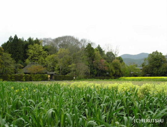 �o�D�����P �B�e ���ˉ��� ���s���R���`��