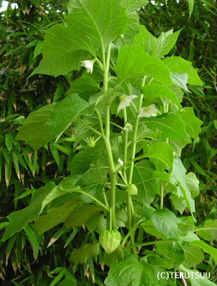 �o�D�����P �B�e �����ԂƗ΂̂ق�����