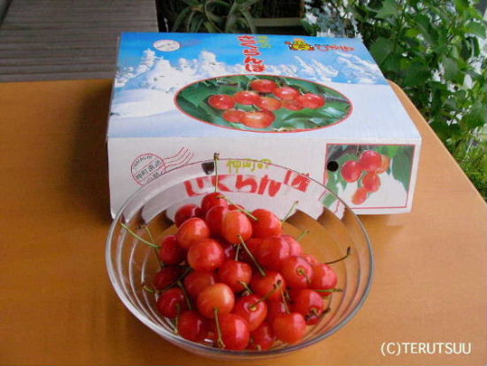 �o�D�����P �~���[�W�J���w���E�}���`���̒j�x�T���`�� �R�`�_���̃T�N�����{������