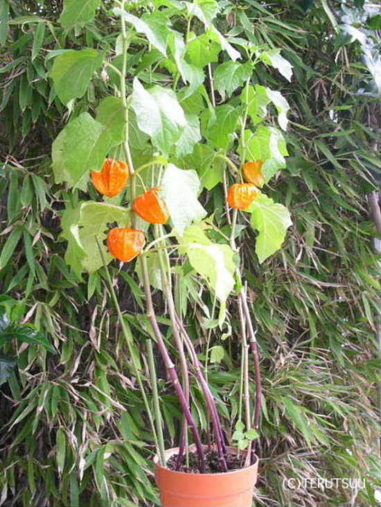 �o�D�����P �B�e �ق�����