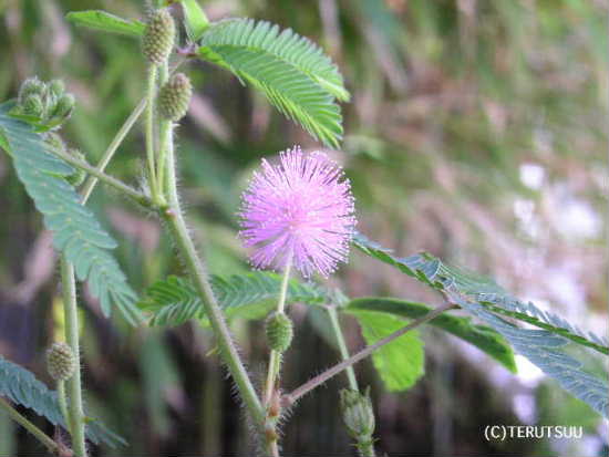 �o�D�����P �B�e ��������