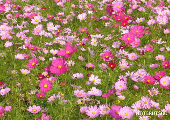 �o�D�����P �B�e �����ՊC�����̃R�X���X