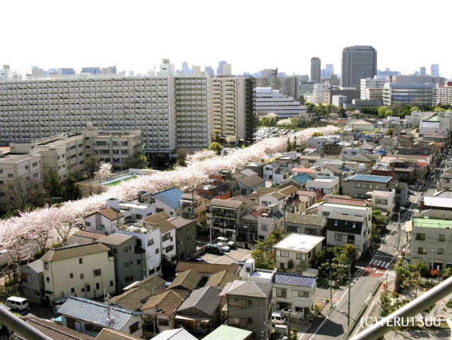 �o�D�����P �B�e ���J�̍�����