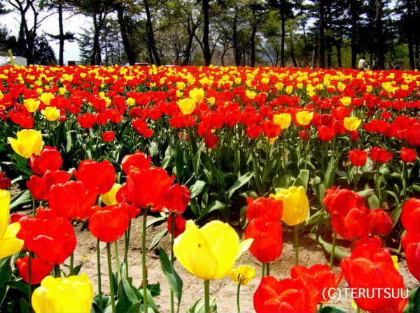 �o�D�����P �R�`���߉��s �������̑� ����