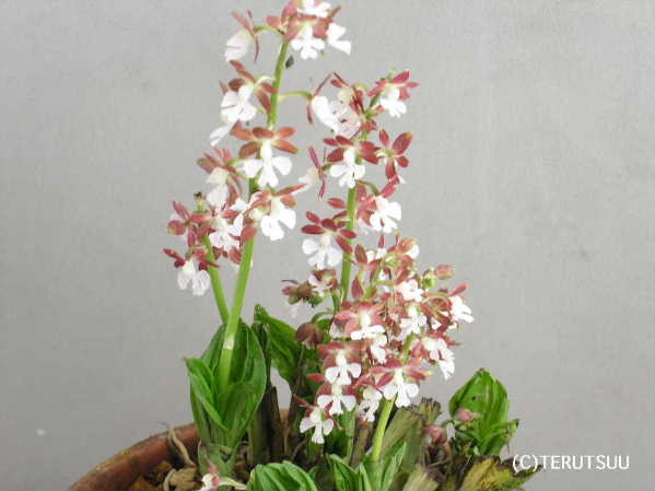 �o�D�����P �B�e �n�G�r�l