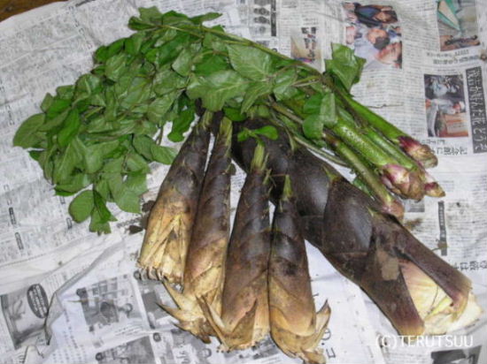 �o�D�����P �̋��R�`�������n���̒|�̎q