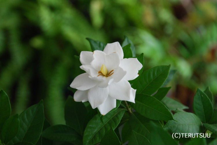 �o�D�����P �B�e �N�`�i�V�̉�