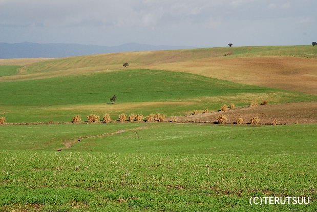 �o�D�����P �B�e �~���[�W�J�� ���E�}���`���̒j �T���`�� �A���_���V�A�A�~�̃q�}������