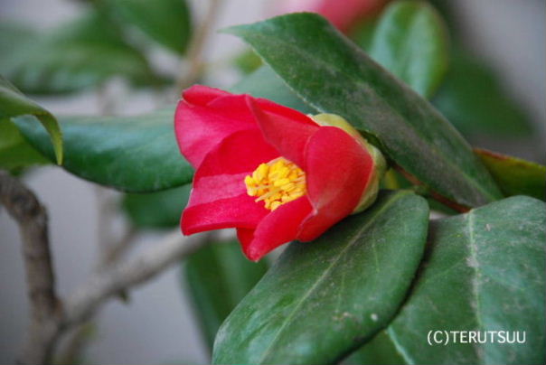 �o�D�����P �B�e ���u�c�o�L �ڒ�