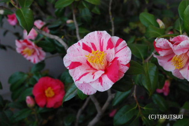 �o�D�����P �B�e �c�o�L����q�O���V