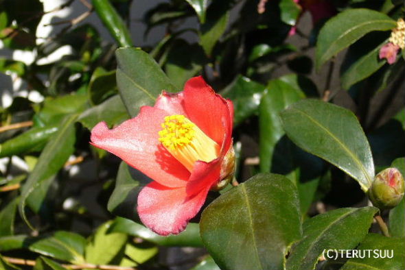 �o�D�����P �B�e �ڒ�