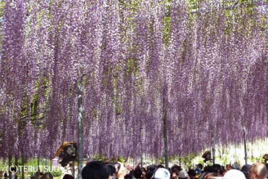 �o�D�����P ���������t�����[�p�[�N