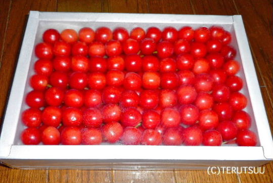 �o�D�����P �R�`�������s���R�ʎ����̃T�N�����{������