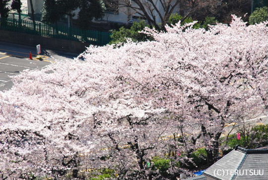 �o�D�����P�B�e 2012��