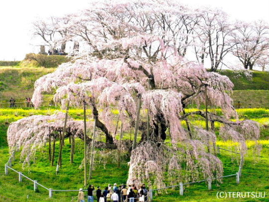 �o�D�����P�B�e �����O�t���