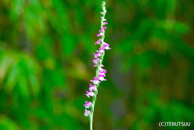 �o�D�����P�B�e �l�W�o�i