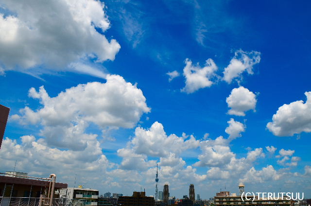 �o�D�����P�B�e �X�J�C�c���[ �Ẳ_