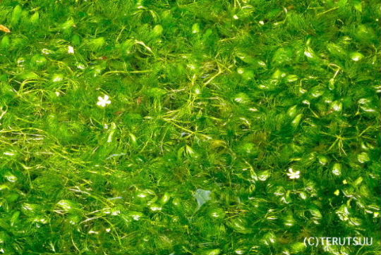 �o�D�����P �R�`���V�������֋��n��