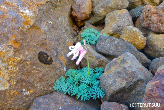 �o�D�����P �����F��x�R�}�N�T