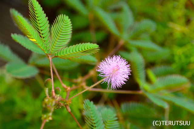 �o�D�����P�B�e ��������