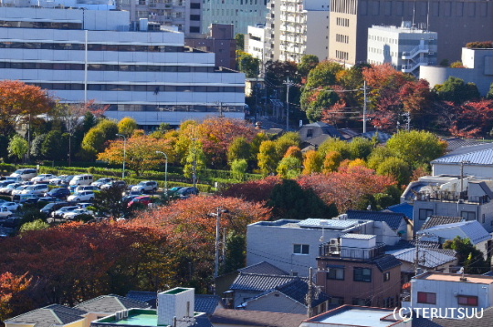 �o�D�����P�B�e �g�t