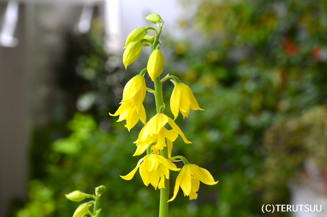 �o�D�����P�B�e ���G�r�l