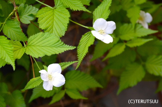 �o�D�����P�B�e ���R��