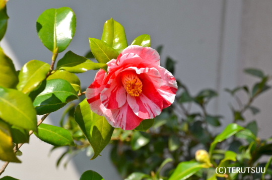 �o�D�����P�B�e �ցu����v