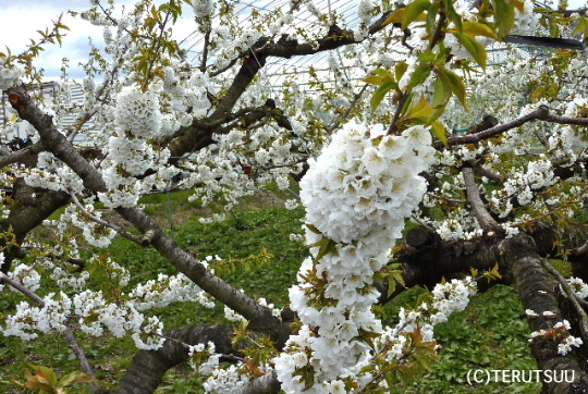 �o�D�����P�B�e �������ڍ����т̉�