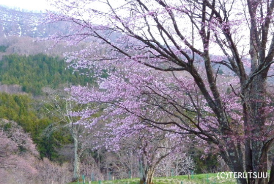 �o�D�����P�B�e ���������q��̑�R��