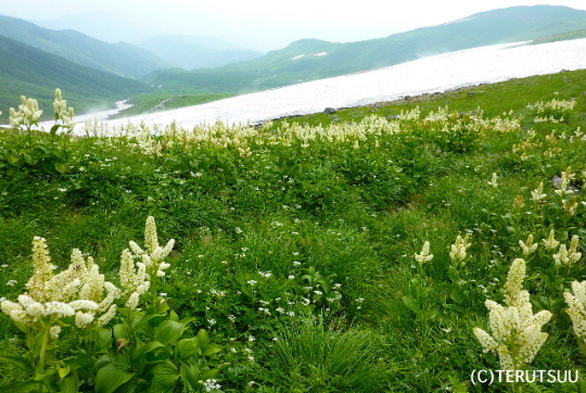 �o�D�����P ���R�����k