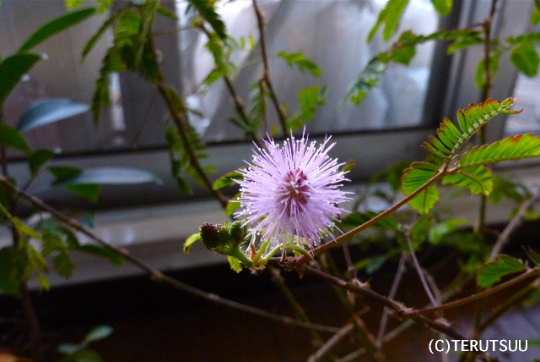 �o�D�����P �~�̂�������