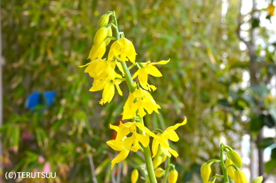 �o�D�����P�B�e ���G�r�l