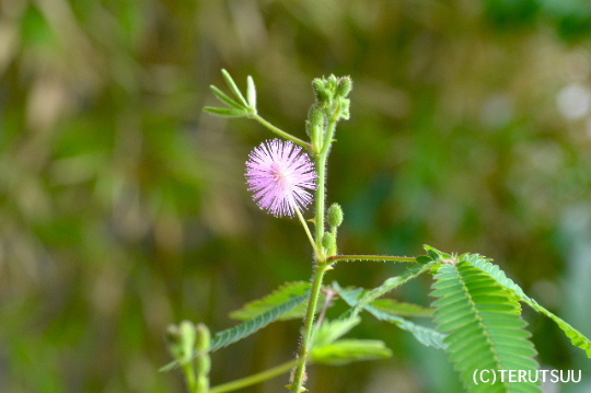 �o�D�����P�B�e ��������