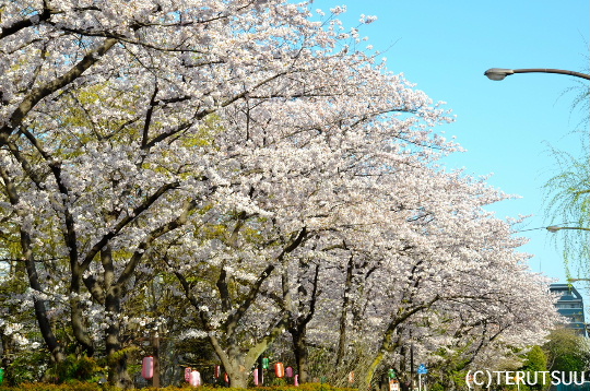 �o�D�����P�B�e�@������