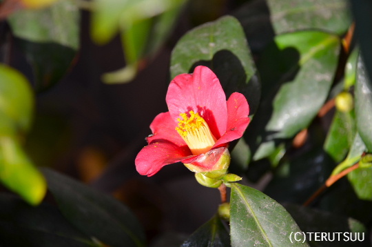 �o�D�����P�B�e �ڒ�