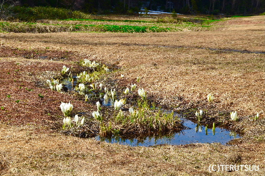 �o�D�����P�B�e �����E��]�����̐��m��