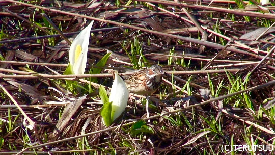 �o�D�����P�B�e �����P���̃z�I�A�J